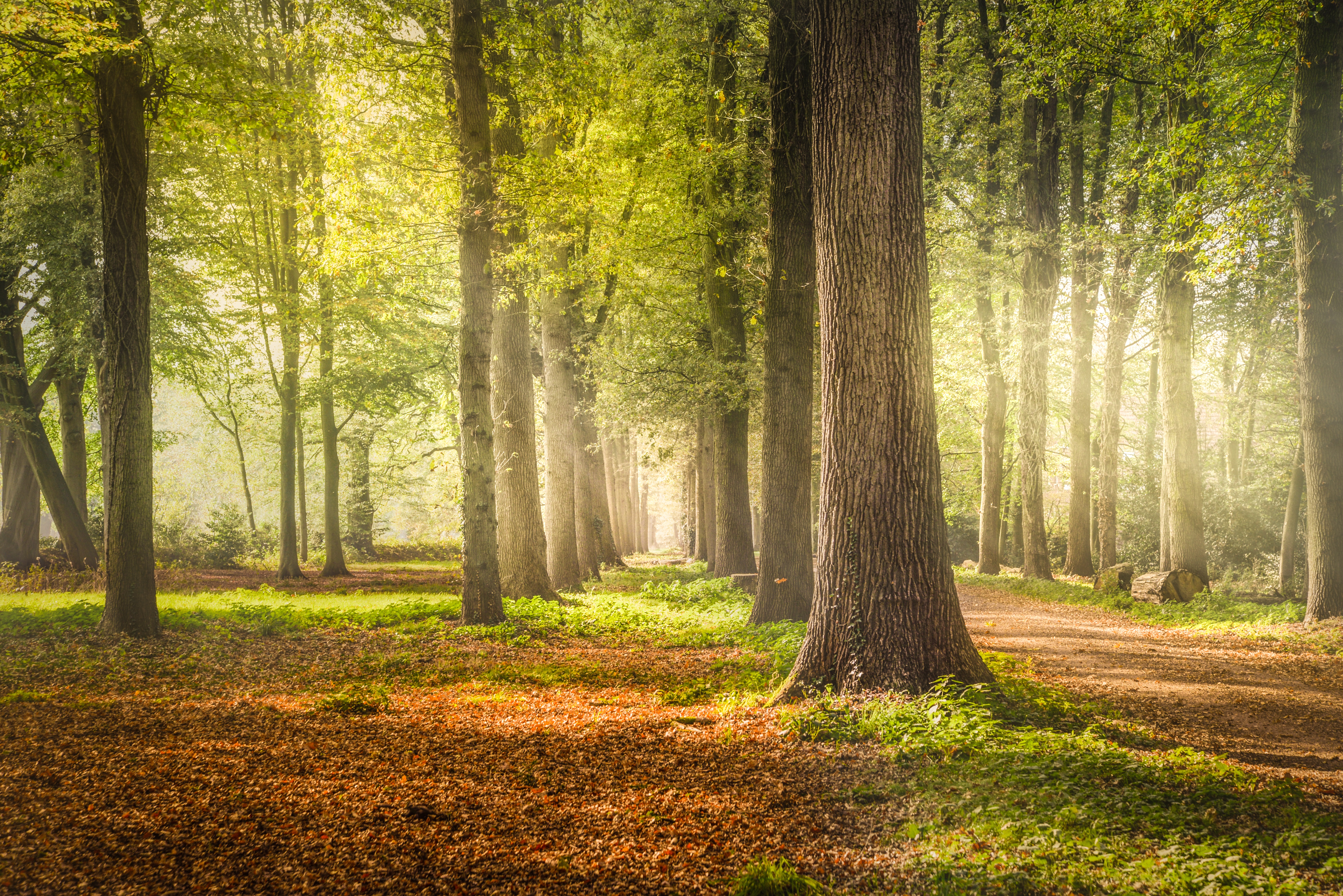 Woodland 4K Wallpaper, Forest Trees, Dirt road, Fallen